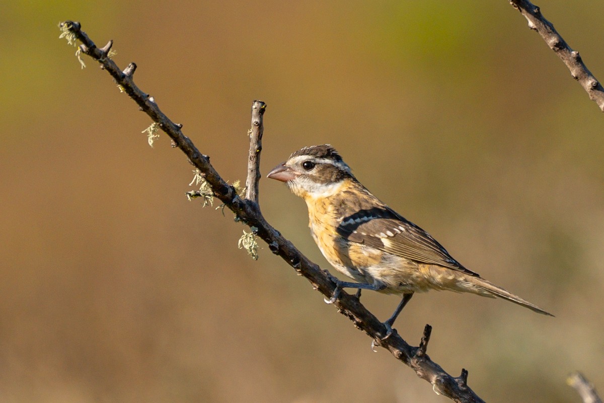 Черноголовый толстонос - ML604466841