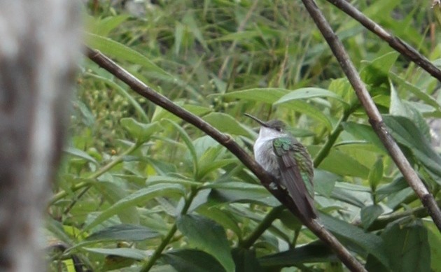 kolibřík bělobřichý - ML604468531