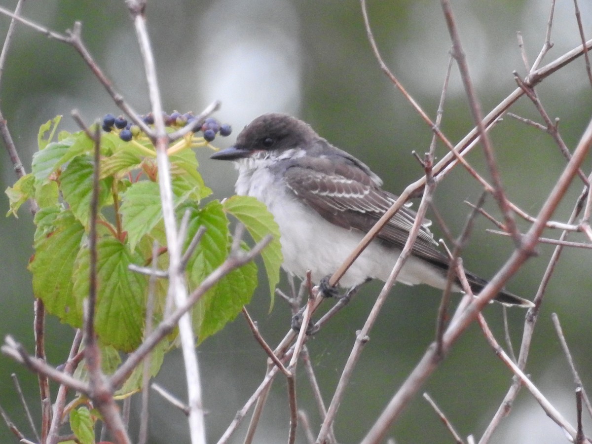 Eastern Kingbird - ML604468701