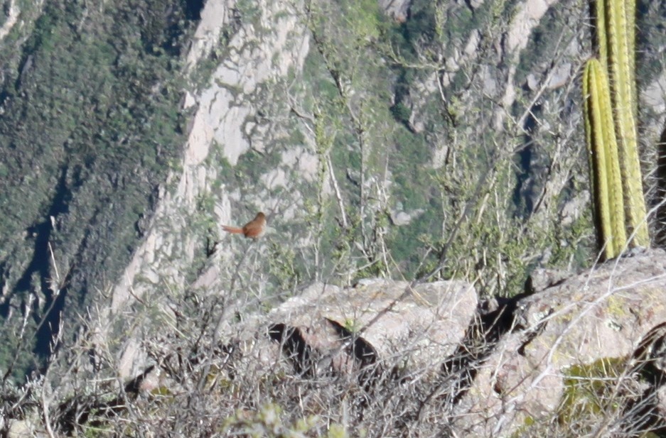 Canyon Canastero - ML604469121