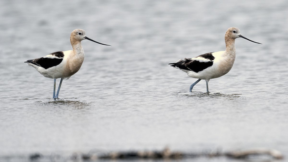 Avocette d'Amérique - ML604469971