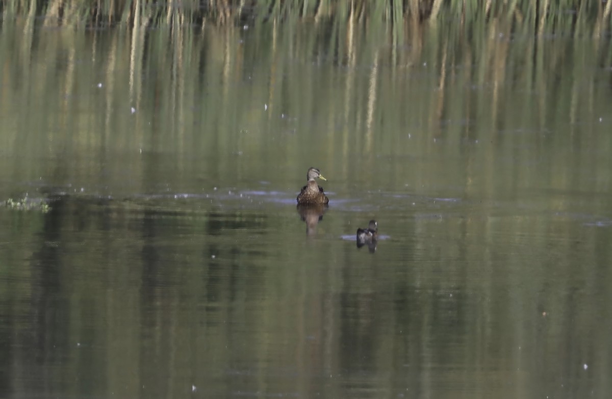 Mallard - Douglas Hall