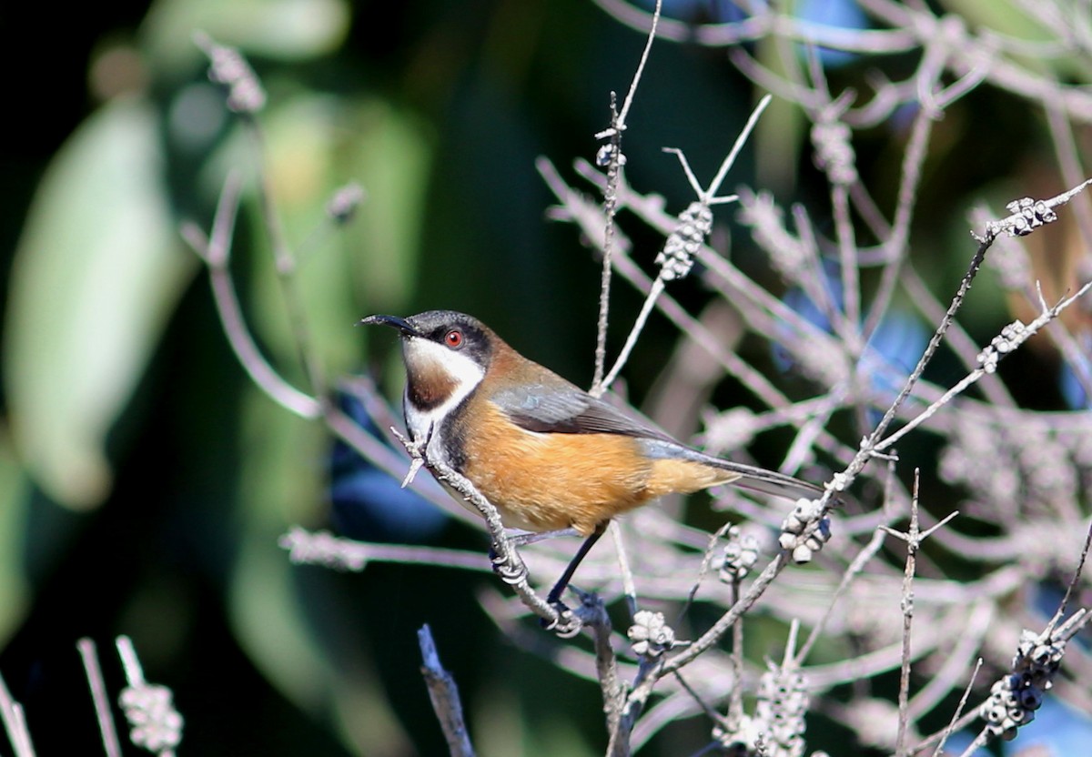 Eastern Spinebill - Rohan van Twest