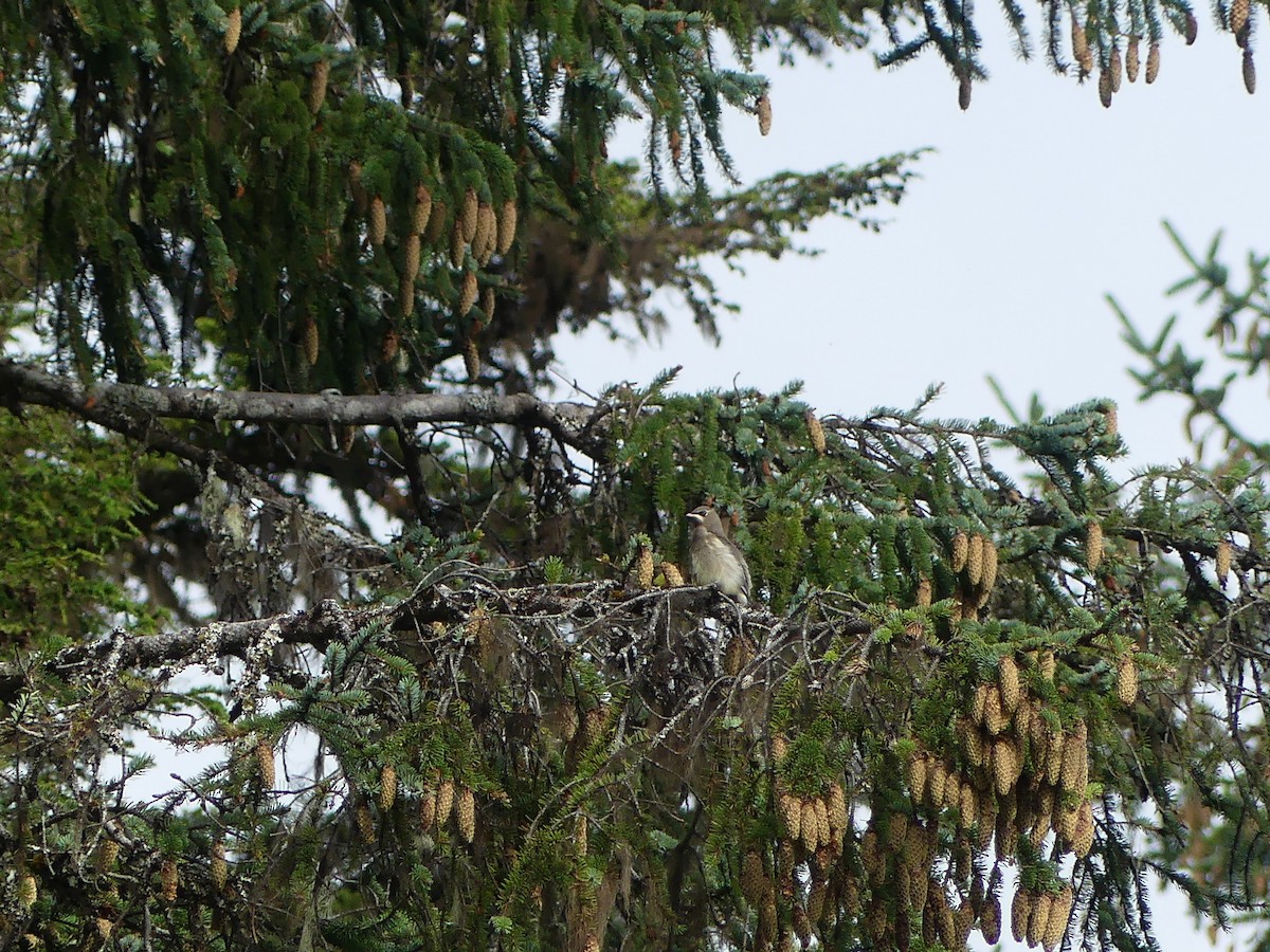 Cedar Waxwing - ML604470771