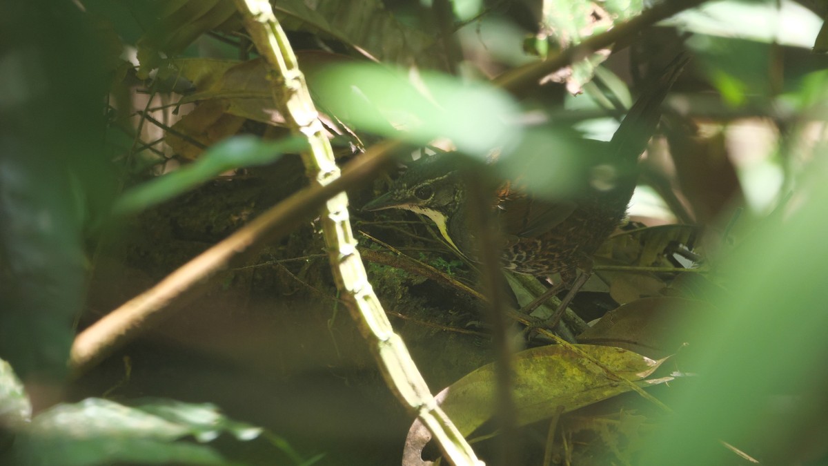 Tapaculo Amazónico - ML604473051