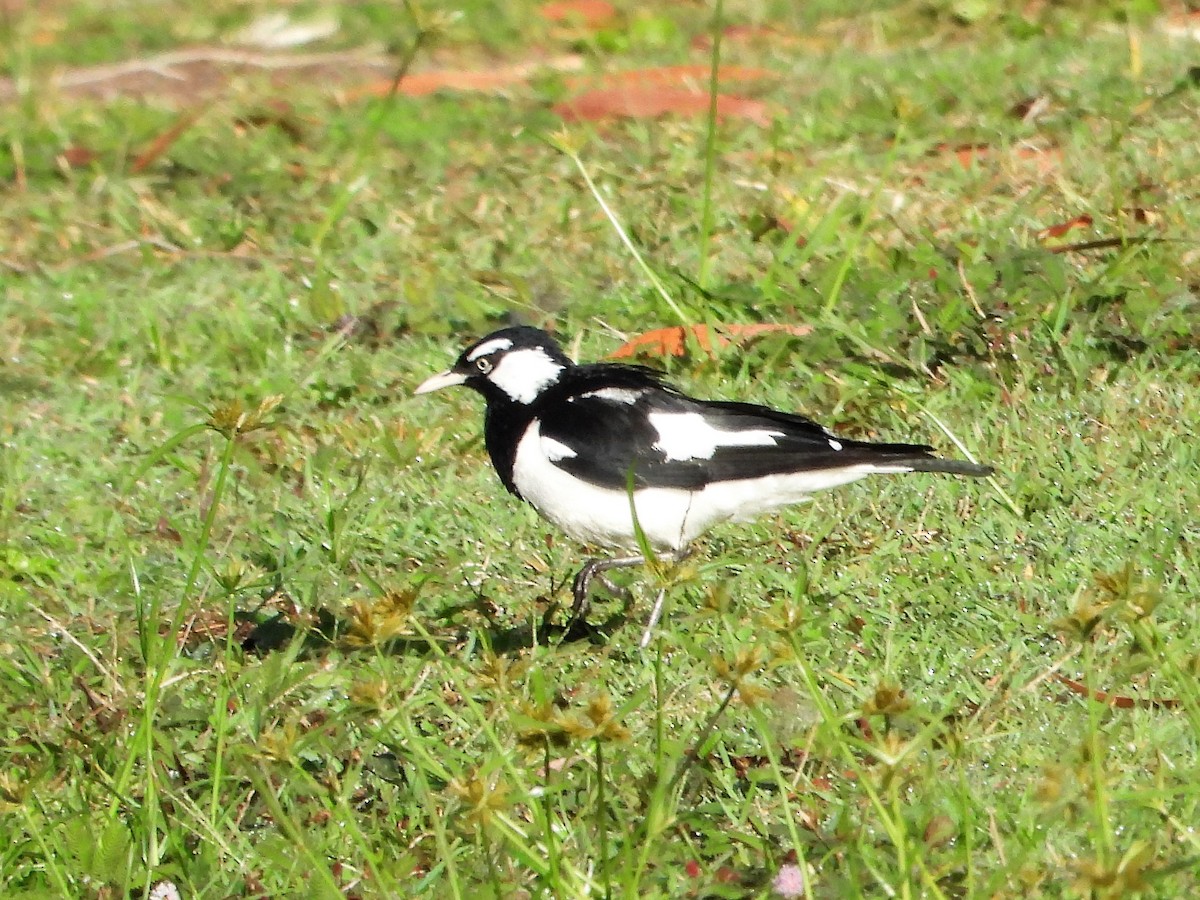 Magpie-lark - ML604474591
