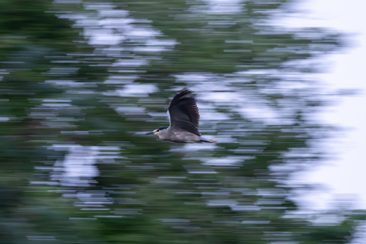 Black-crowned Night Heron - ML604475381