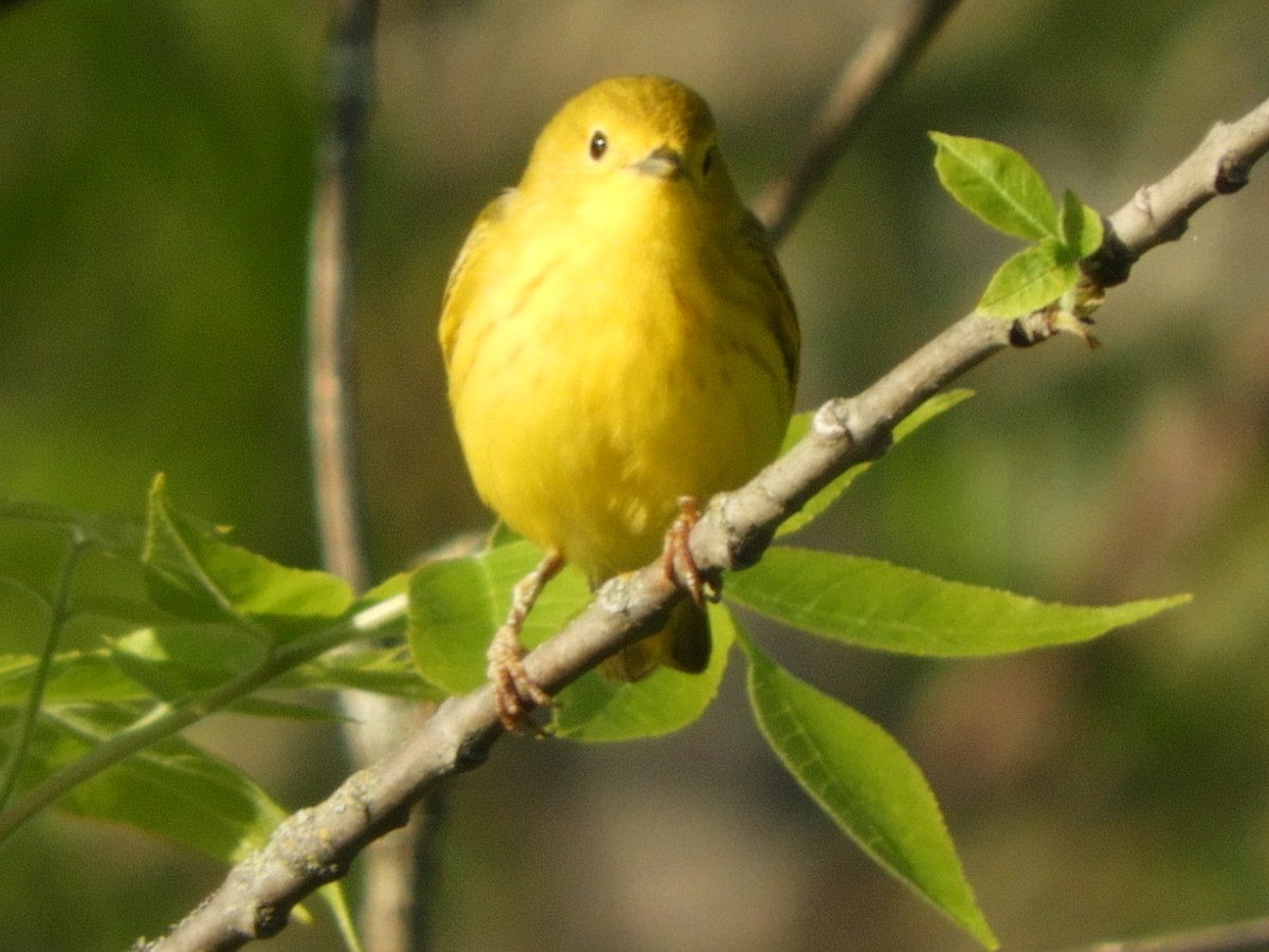 Yellow Warbler - ML60447591