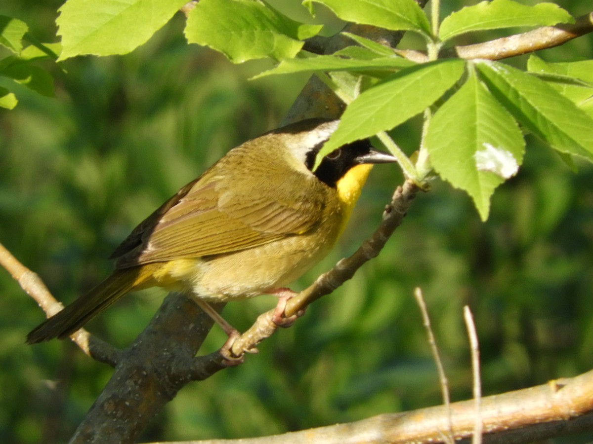 Common Yellowthroat - ML60447641