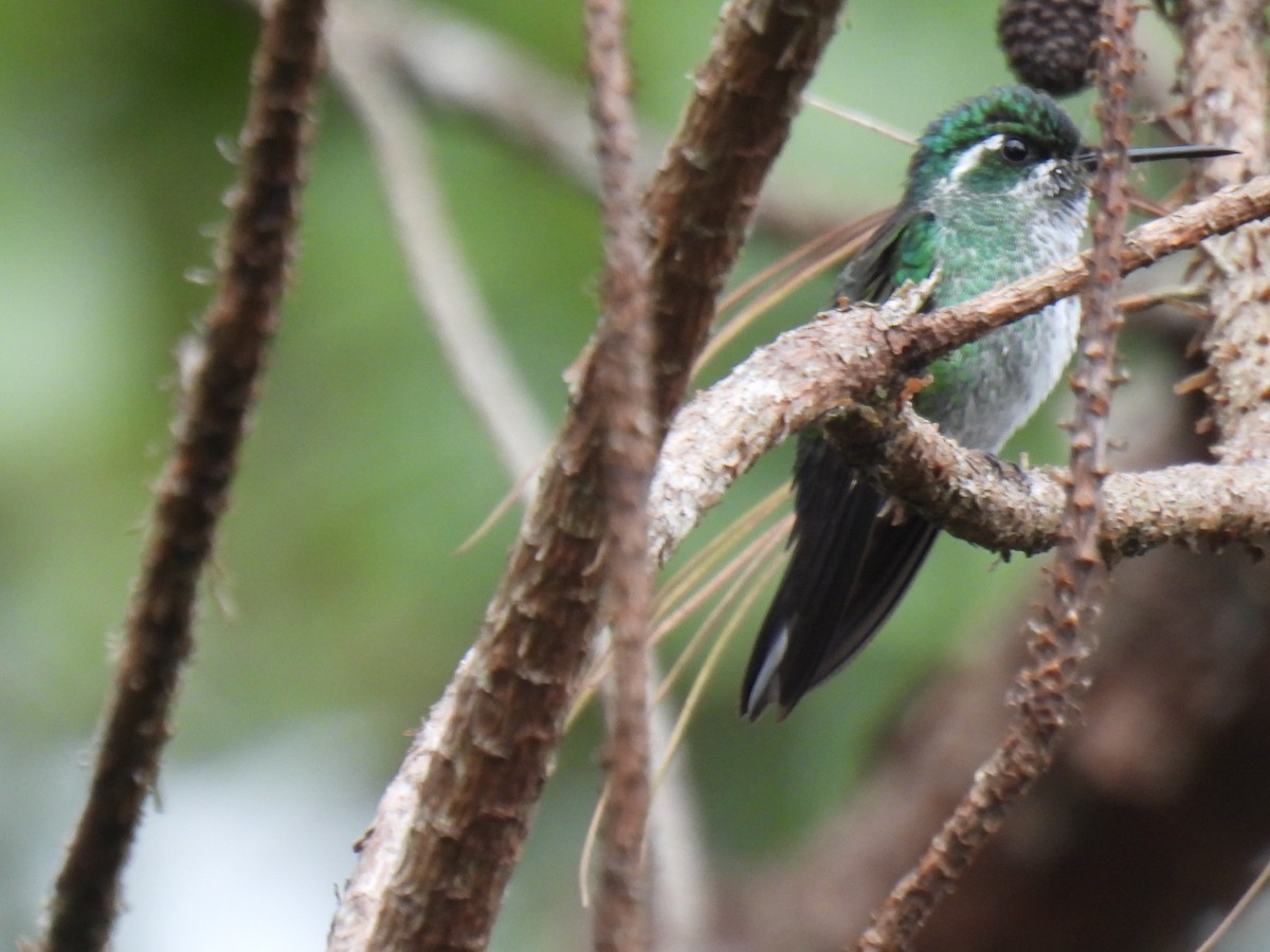 Green-breasted Mountain-gem - ML604477281