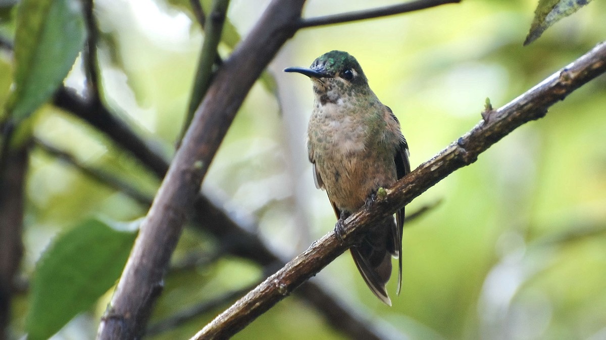 Long-tailed Sylph - Timo Mitzen