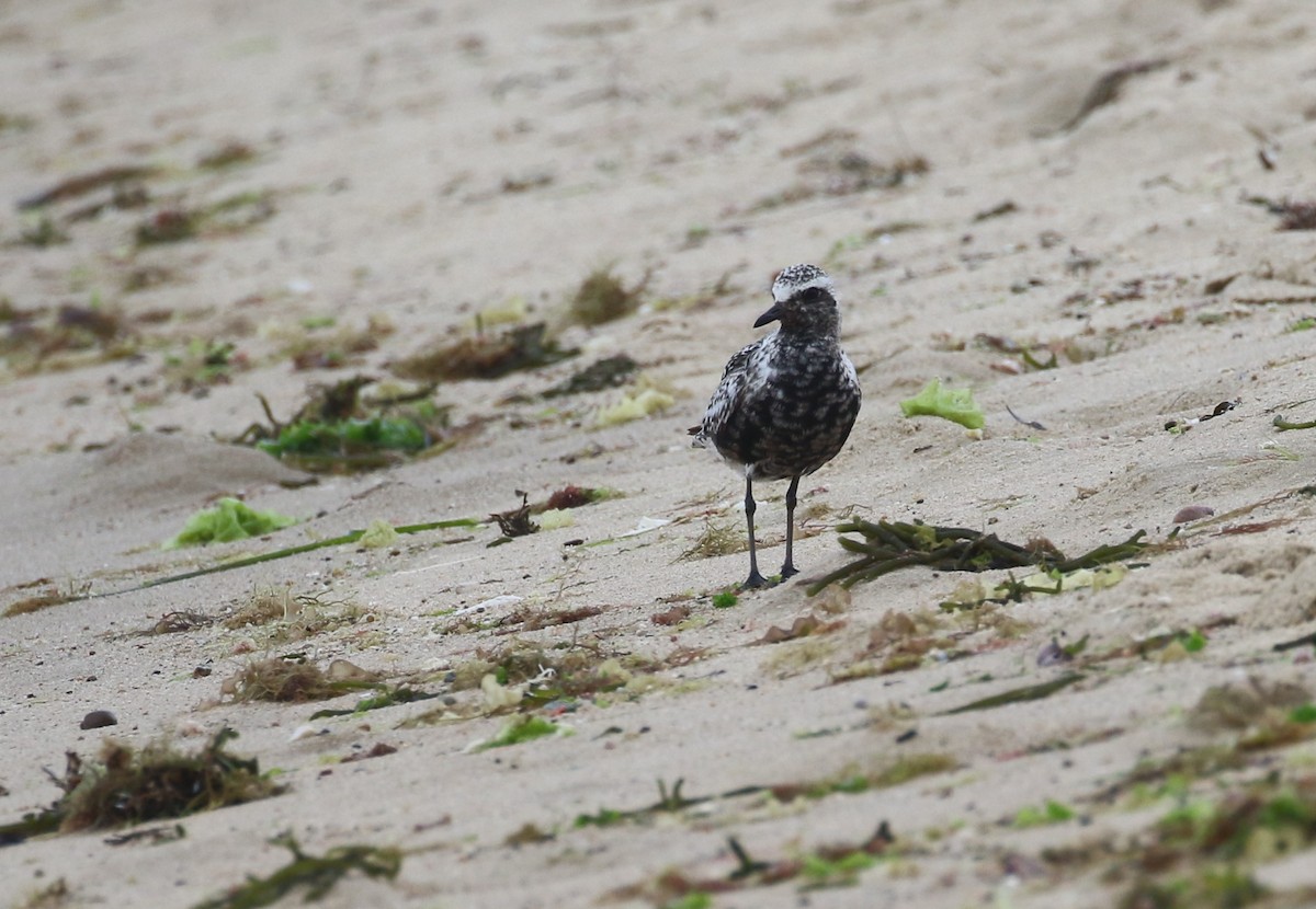 Black-bellied Plover - ML604479411