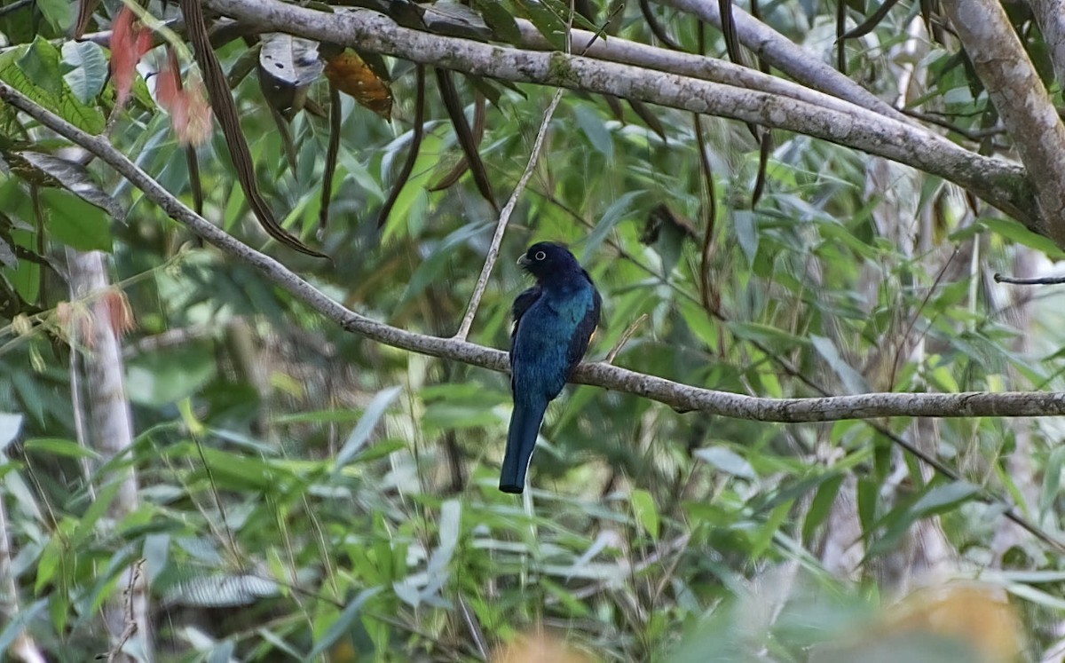 Green-backed Trogon - ML604479811