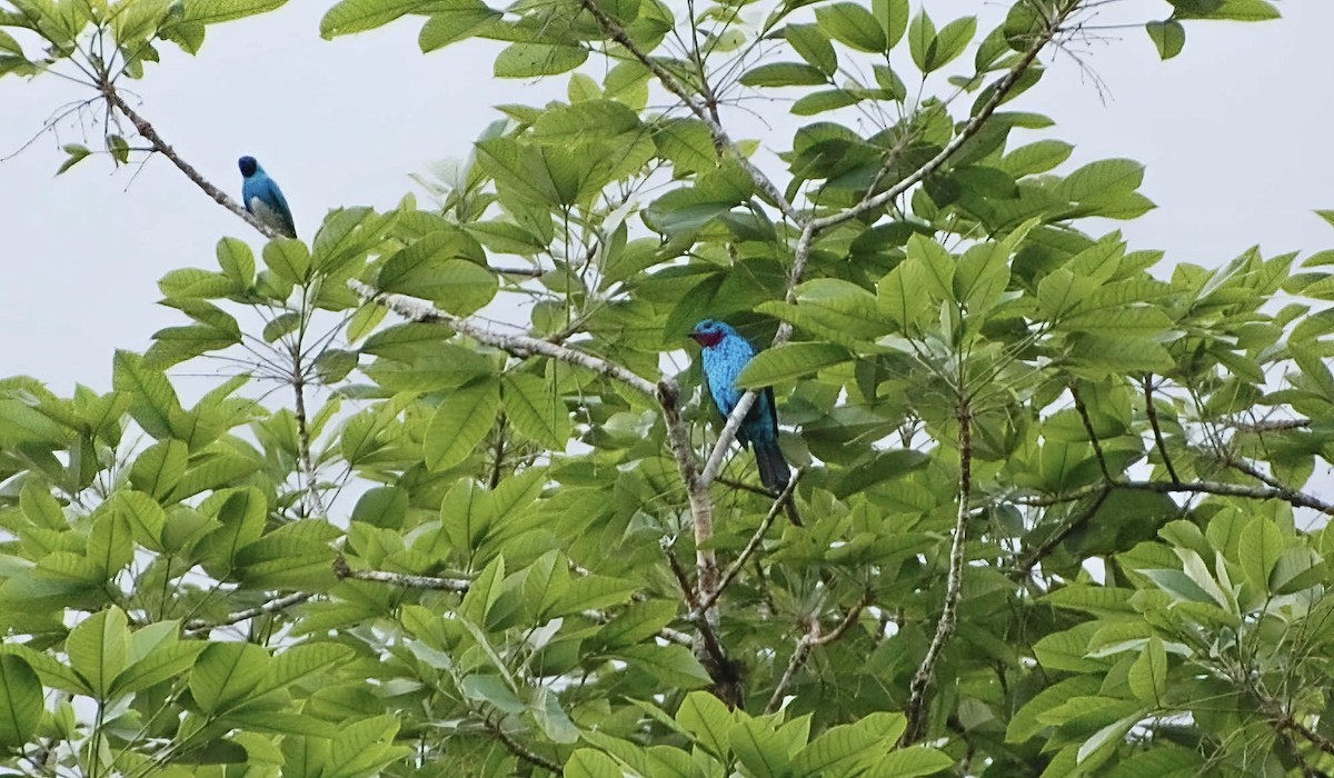 Spangled Cotinga - ML604479841