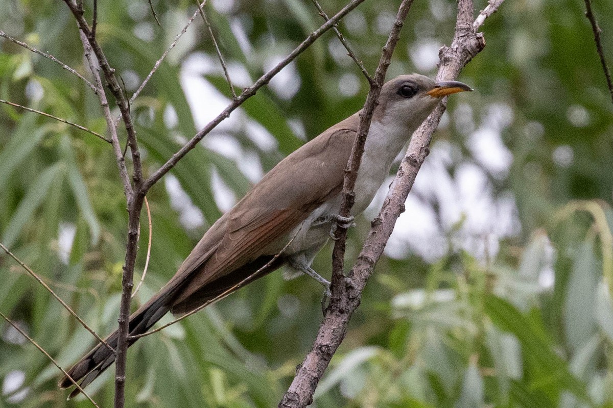 Yellow-billed Cuckoo - ML604479881