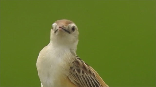 Zitting Cisticola - ML604479921