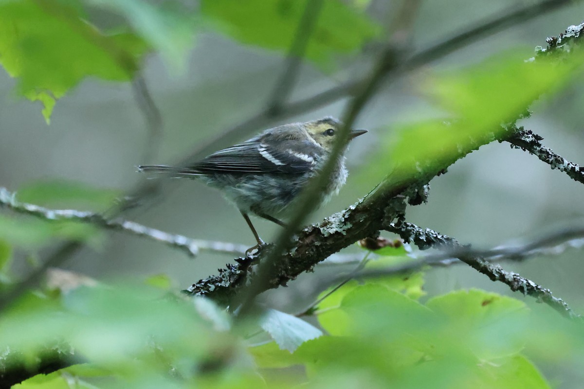 Blackburnian Warbler - A & C Tennant