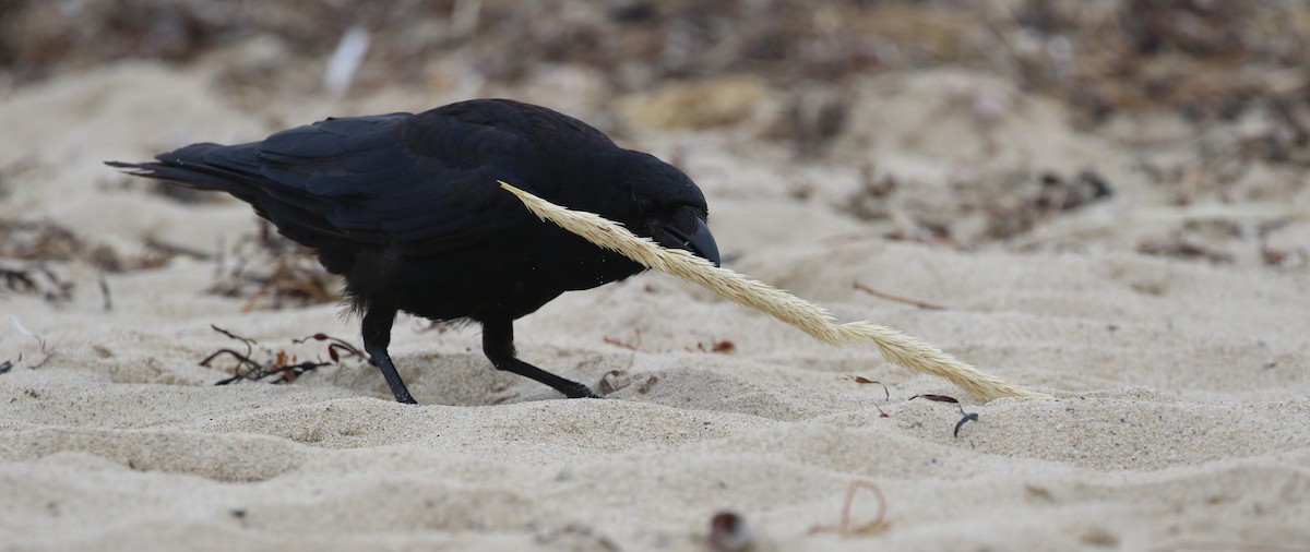 American Crow - ML604479981