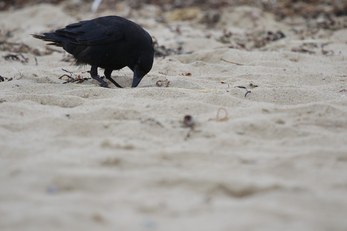 American Crow - maggie peretto