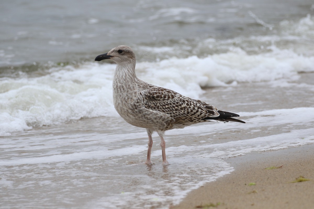 Great Black-backed Gull - maggie peretto