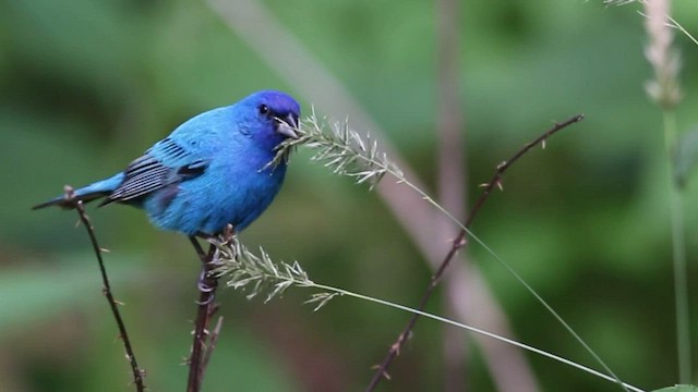 Indigo Bunting - ML604480141