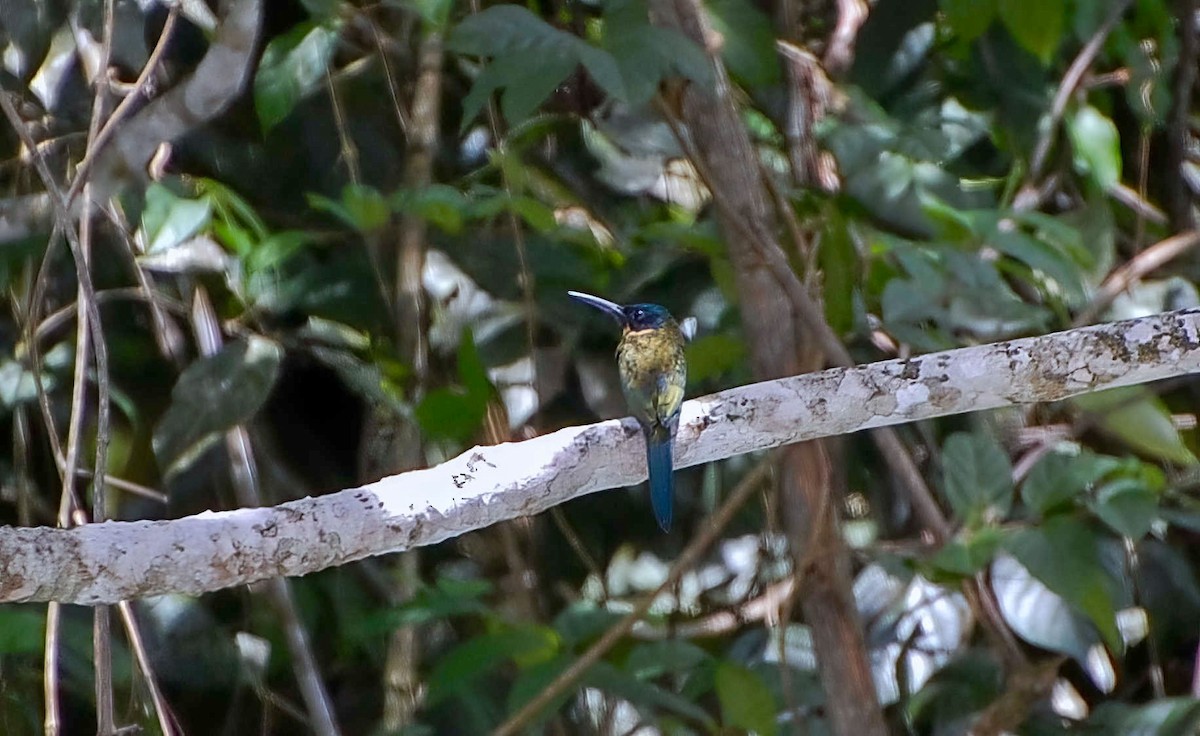 Purplish Jacamar - ML604480311