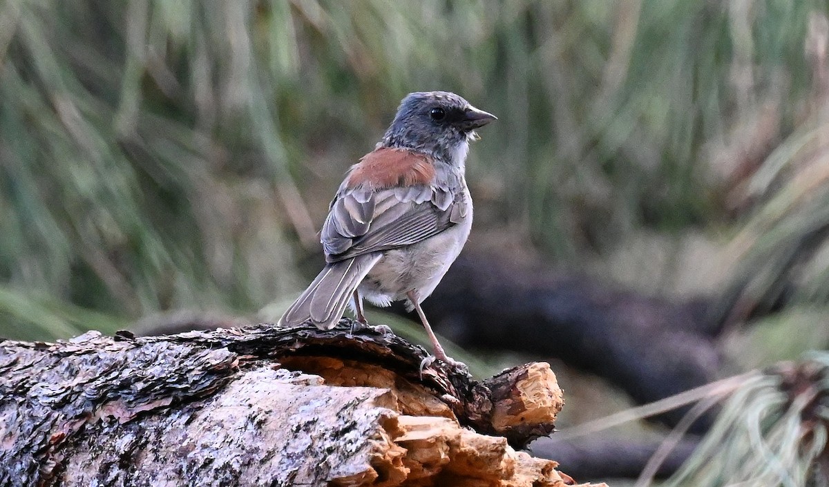 Dark-eyed Junco - Tim Saylor