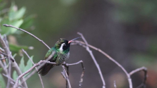 White-eared Hummingbird - ML604480551