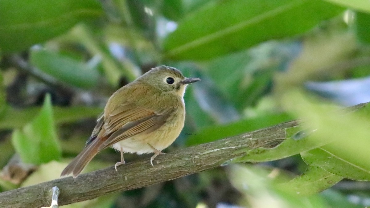 Pale-chinned Flycatcher - ML604480851