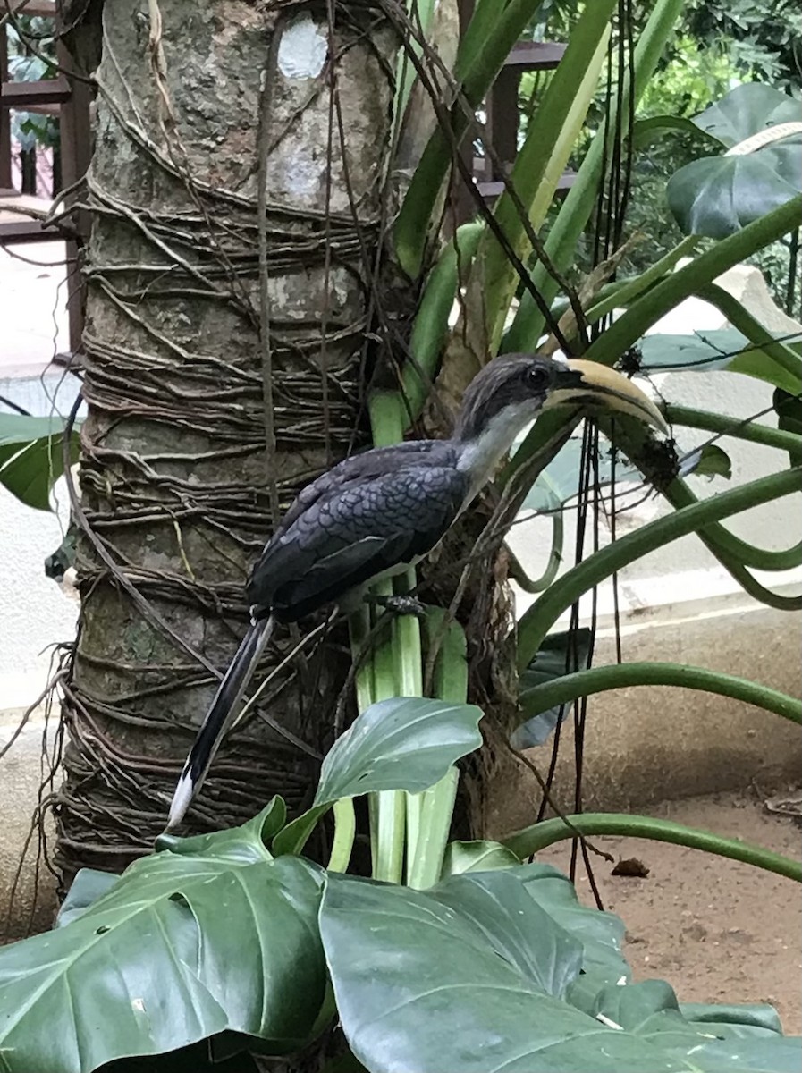 Sri Lanka Gray Hornbill - ML604481541