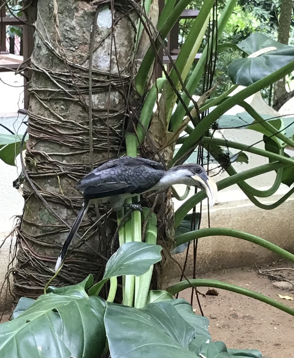 Sri Lanka Gray Hornbill - ML604481551