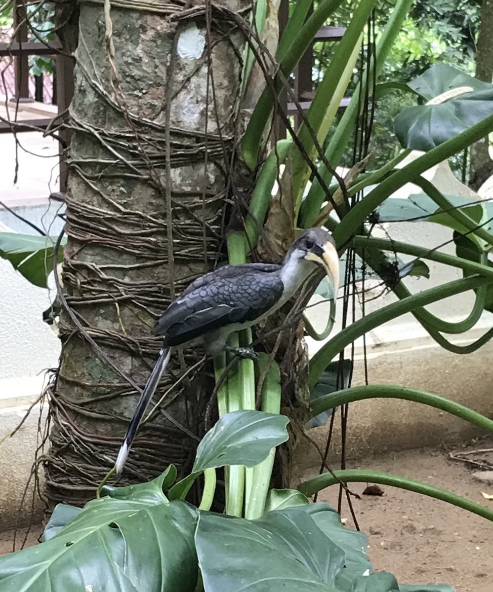 Sri Lanka Gray Hornbill - ML604481561