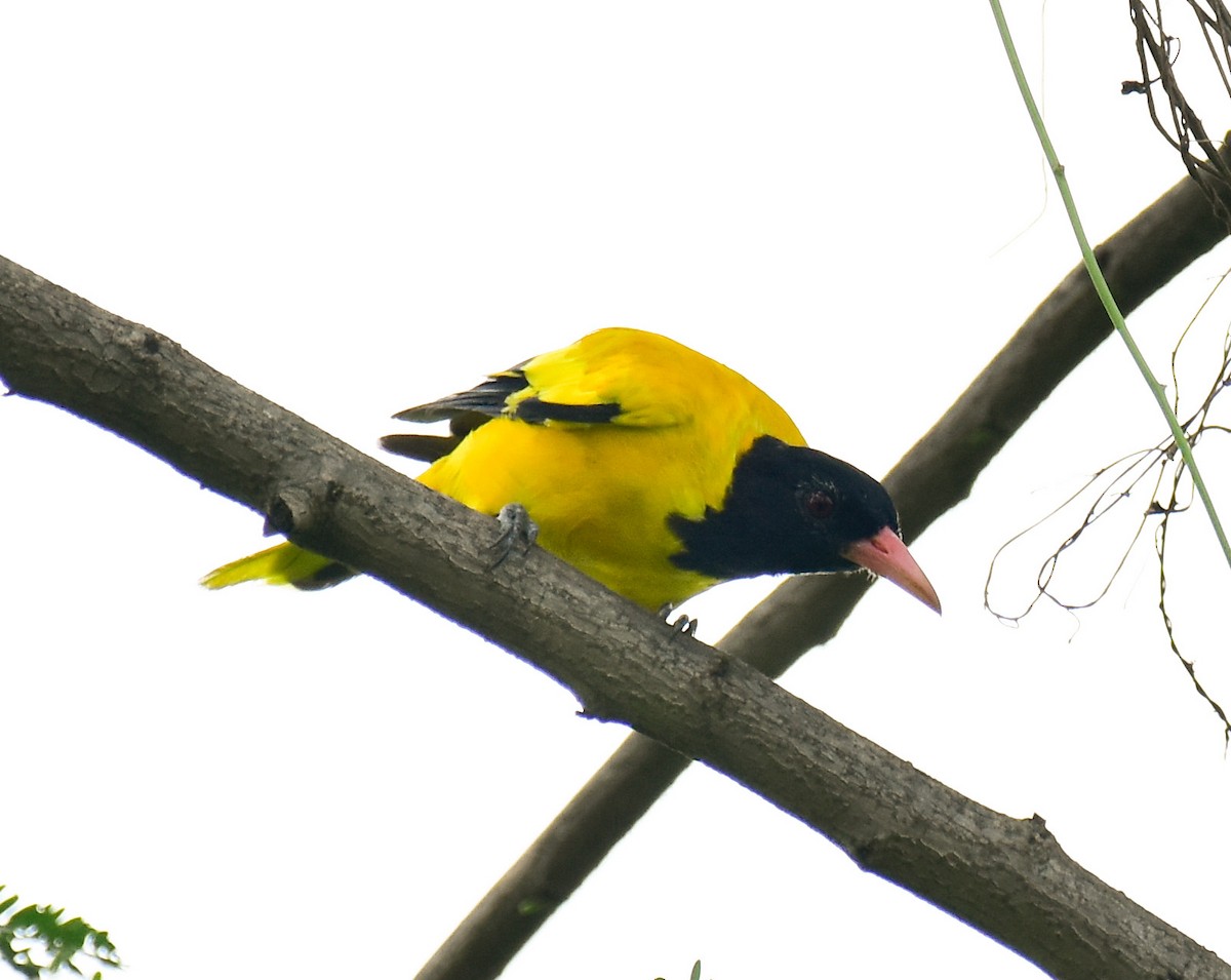 Black-hooded Oriole - ML604482181