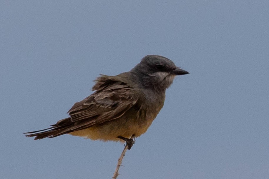 Cassin's Kingbird - ML604482471