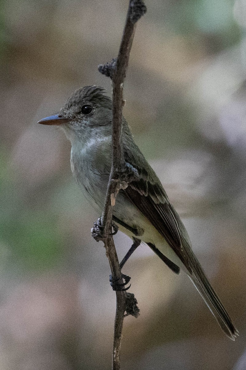 Willow Flycatcher - ML604483661