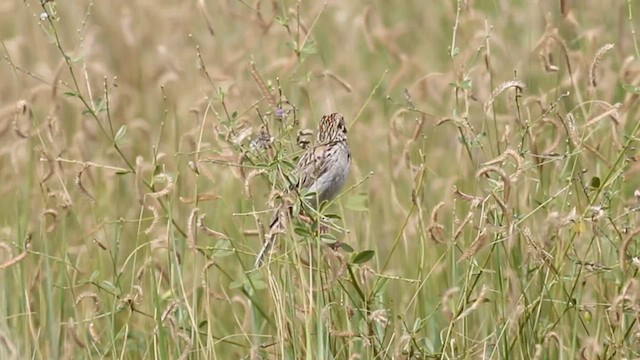 Baird's Sparrow - ML604484551