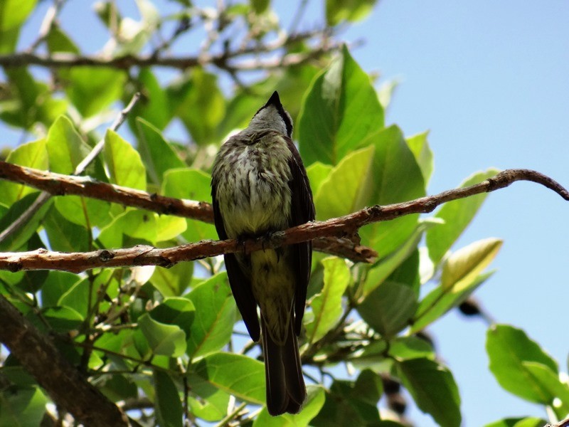 Piratic Flycatcher - ML60448461