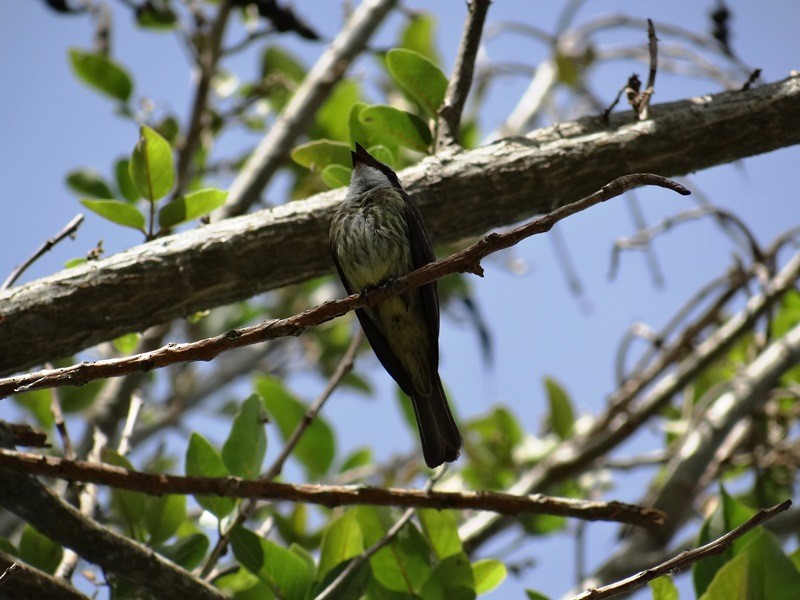 Piratic Flycatcher - ML60448471