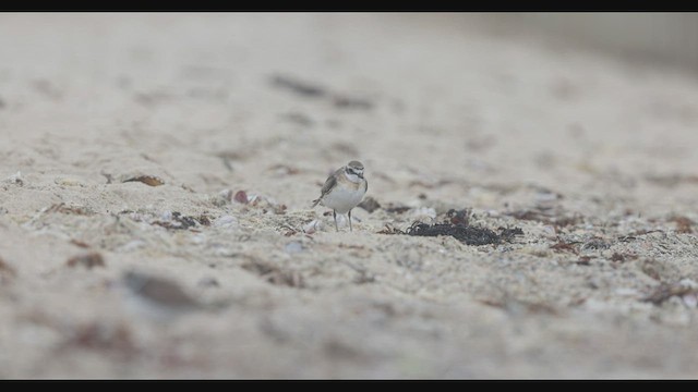 Siberian Sand-Plover - ML604484801