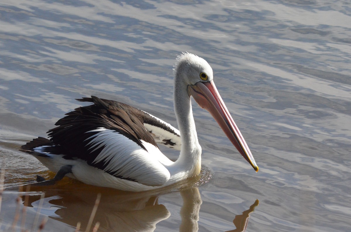 pelikán australský - ML604484911