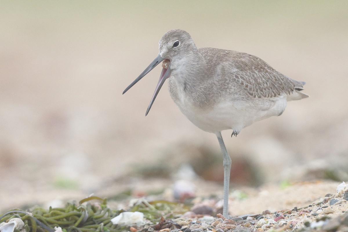 Willet (Western) - Sam Zhang