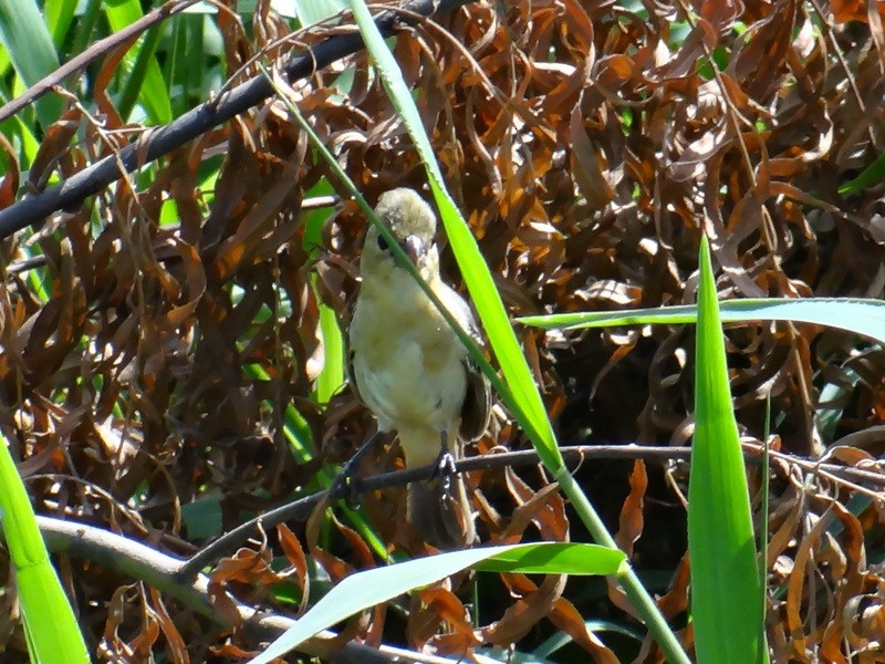 Semillero Cuelliblanco - ML60448541