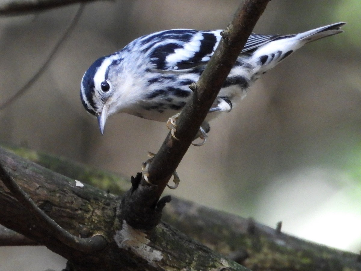 Black-and-white Warbler - ML604485851
