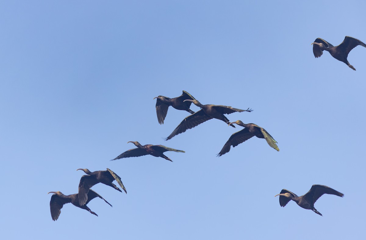 ibis hnědý - ML604486141