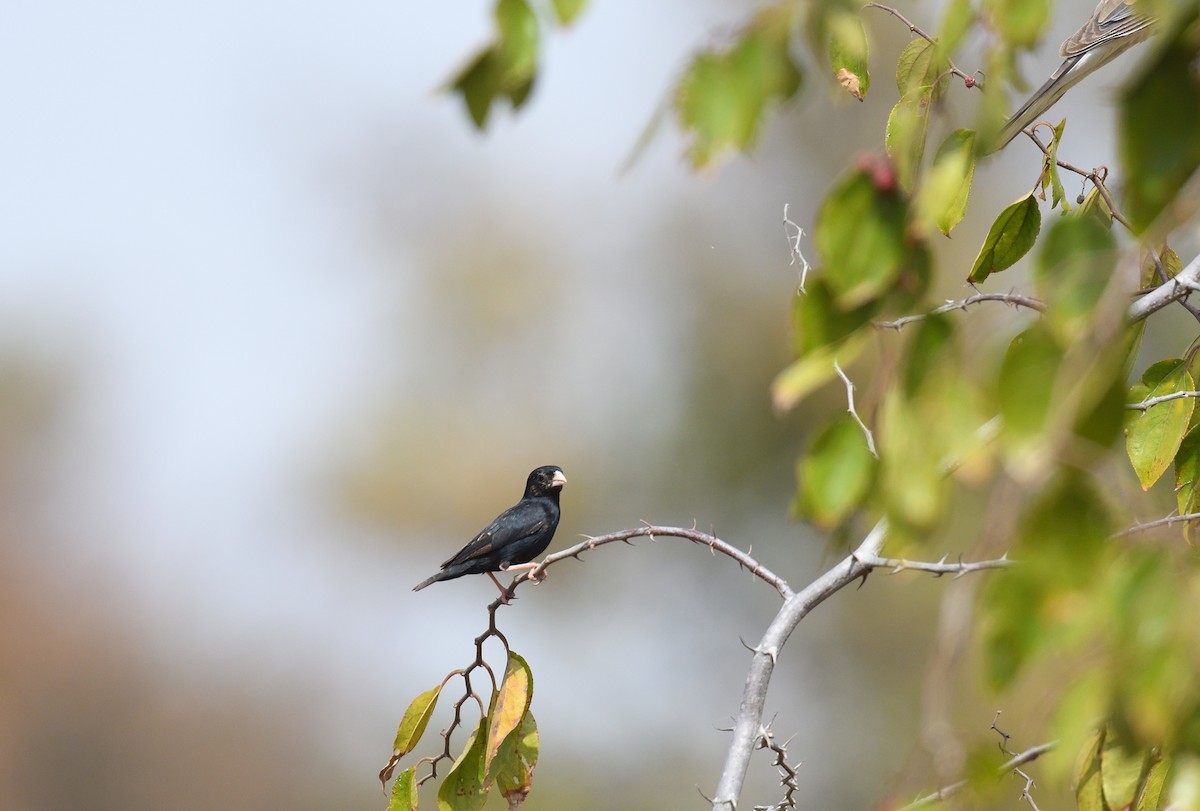 Village Indigobird - ML604487021