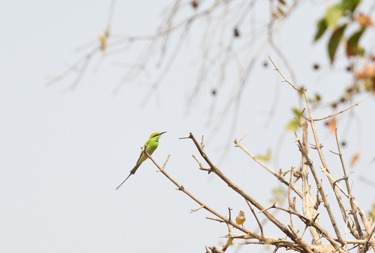 African Green Bee-eater - Paul  van Pelt