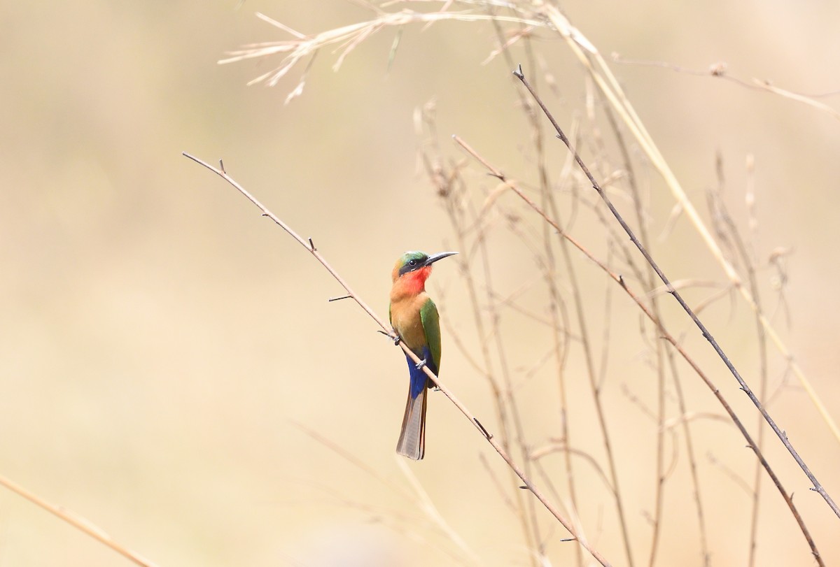 Red-throated Bee-eater - Paul  van Pelt
