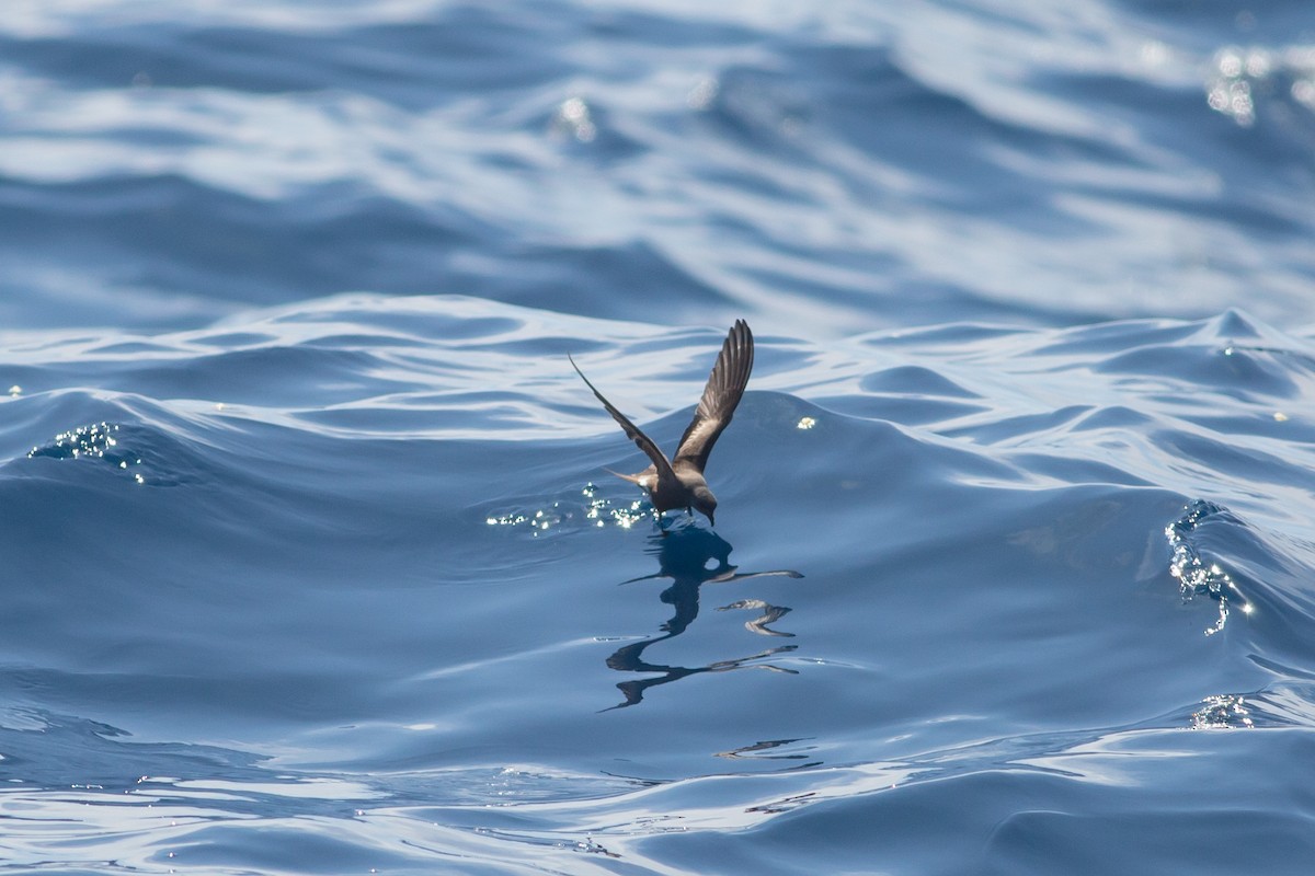 Leach's/Townsend's Storm-Petrel (white-rumped) - ML604487231