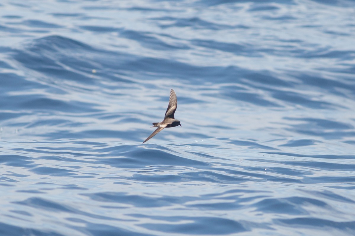 コシジロウミツバメ／タウンゼンドウミツバメ（white-rumped） - ML604487251