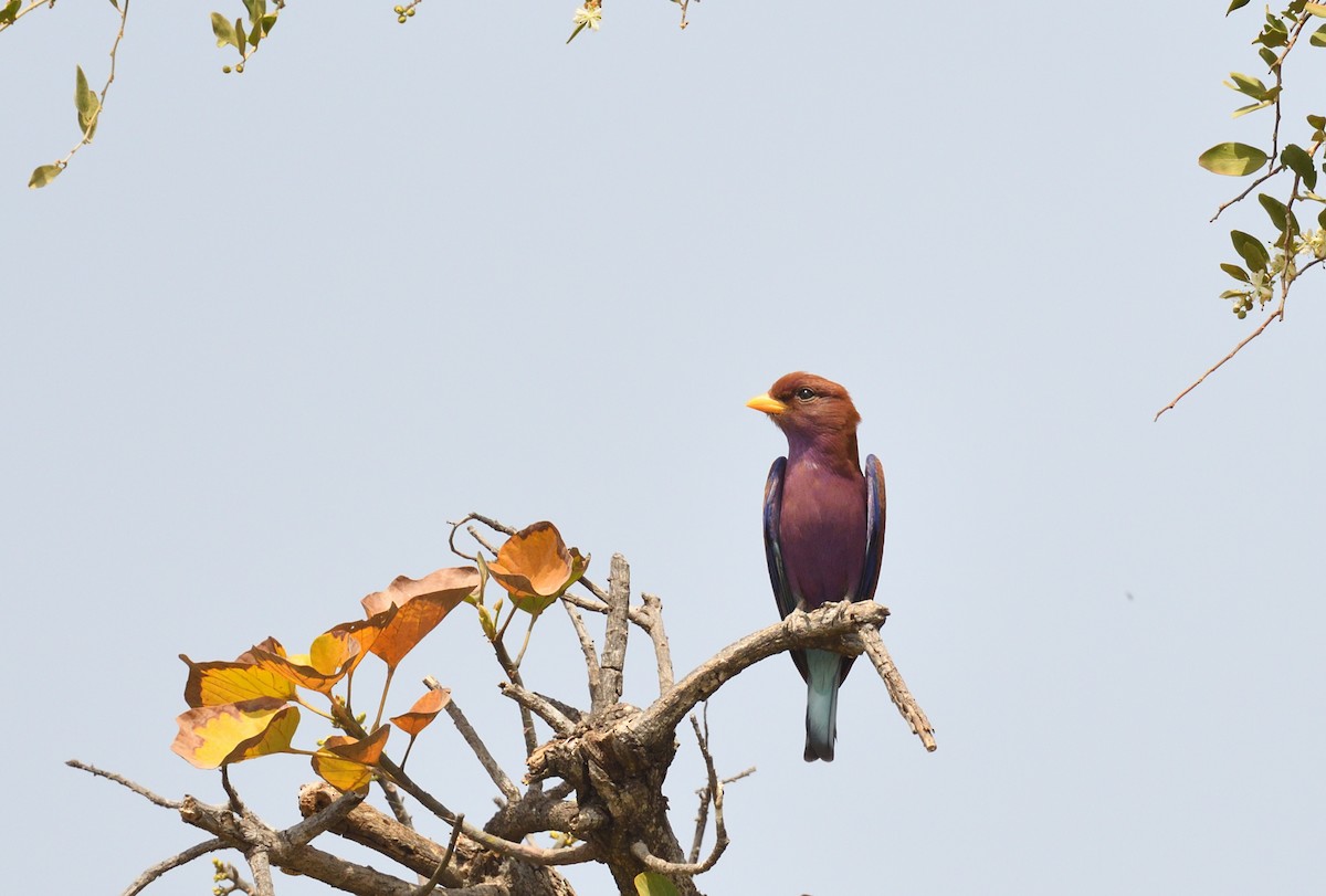 Broad-billed Roller - Paul  van Pelt